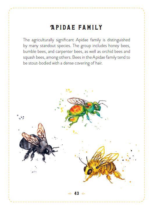 the-little-book-of-bees